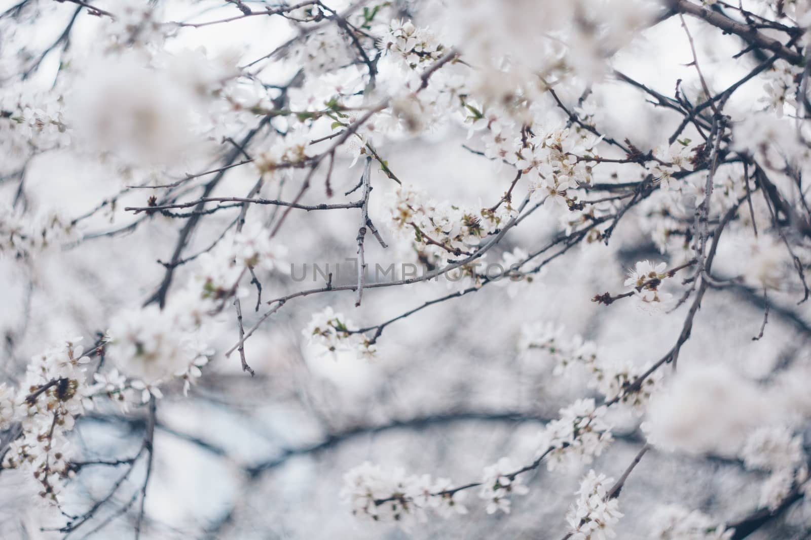 blooming tree in spring close up white pink flowers buds growing leaves twigs revival of nature