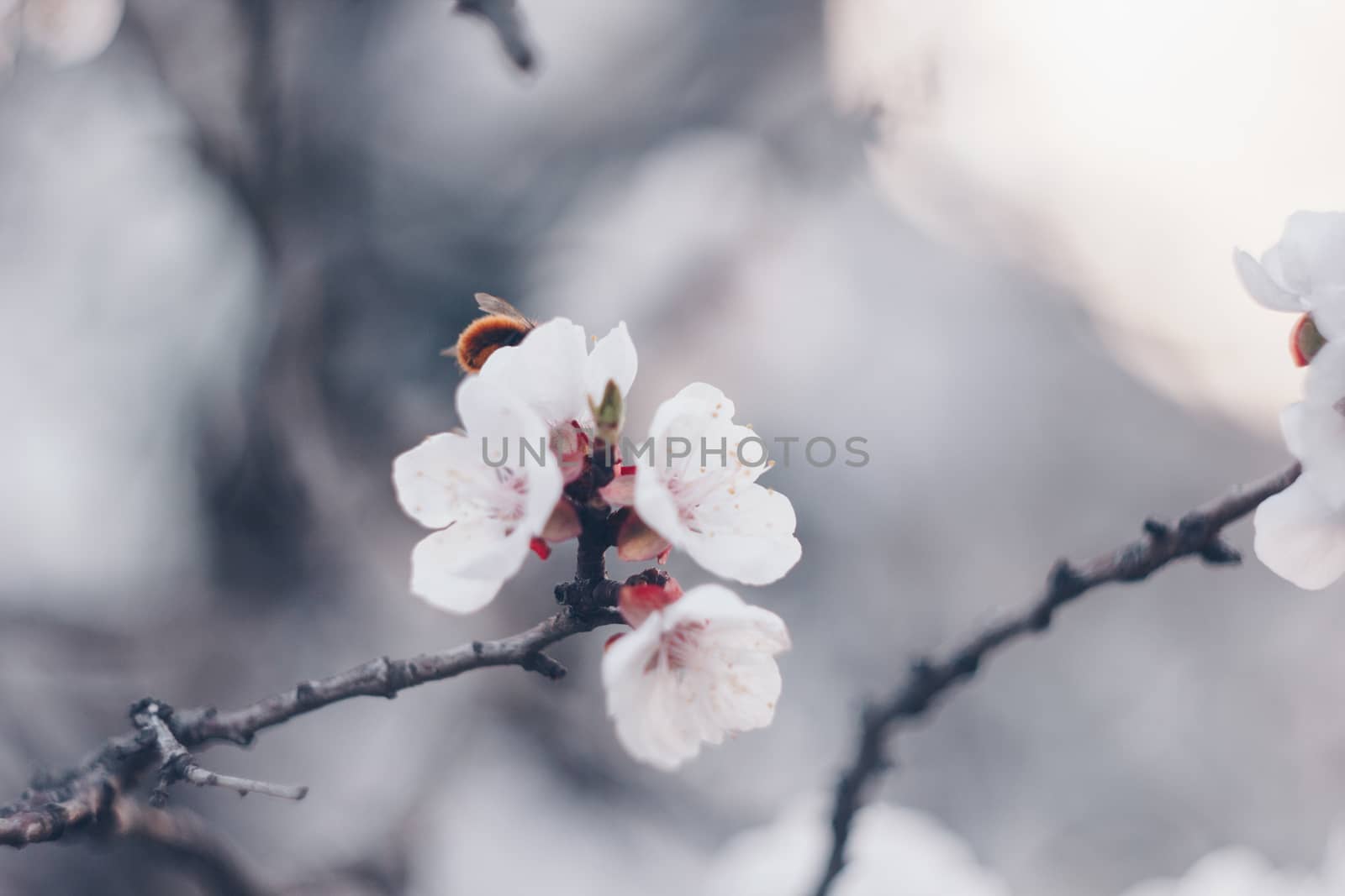 blooming tree in spring close up white pink flowers buds growing leaves twigs revival of nature