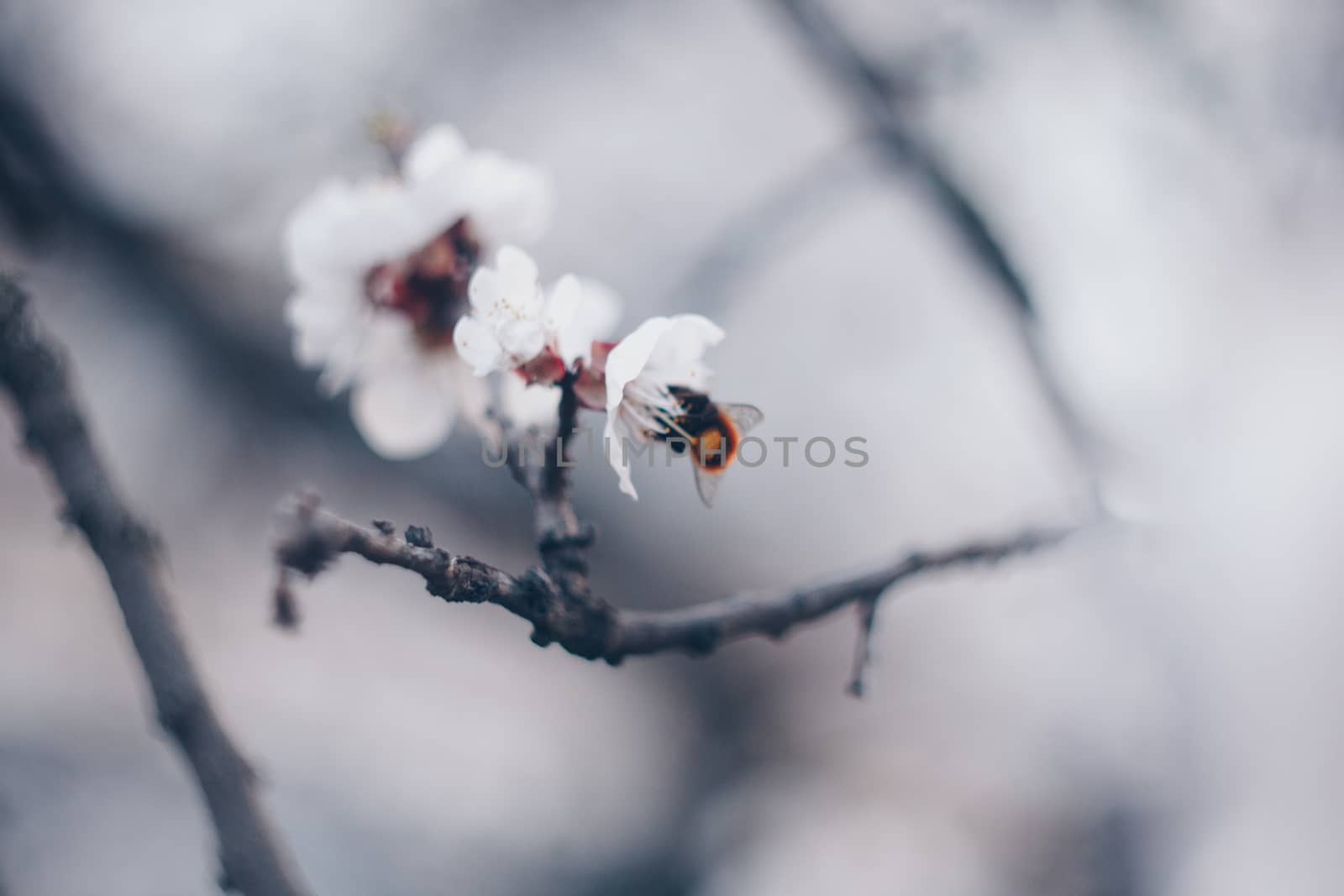 blooming tree in spring close up white pink flowers buds growing leaves twigs revival of nature