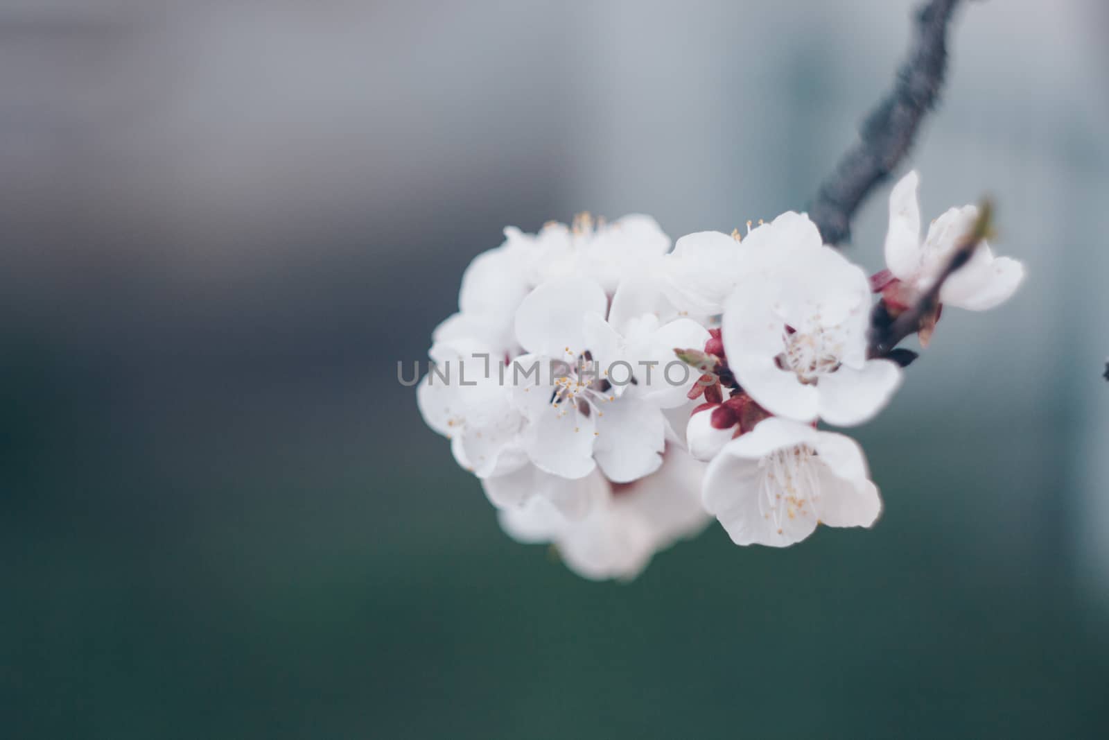 blooming tree in spring close up white pink flowers buds growing leaves twigs revival of nature