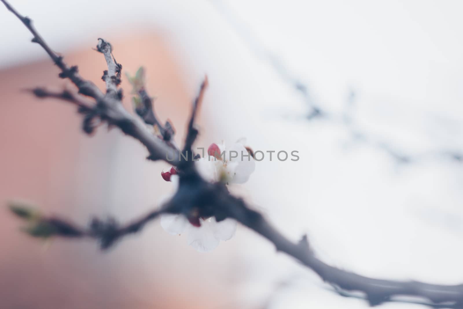 blooming tree in spring close up white flowers buds growing leaves twigs revival of nature by yulaphotographer