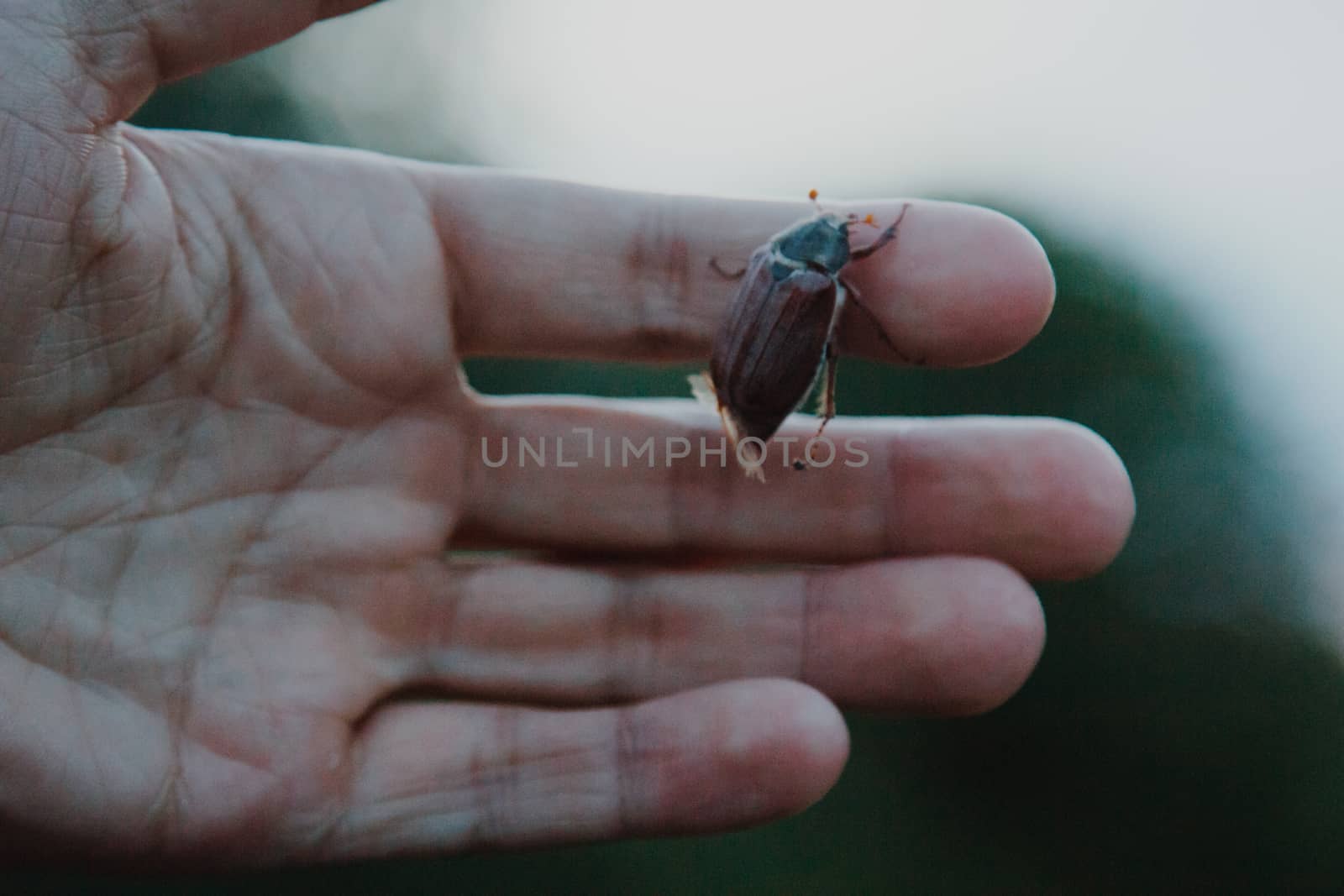 cockchafer on a female finger, soft green background. may beetle melolontha melolontha. side view by yulaphotographer