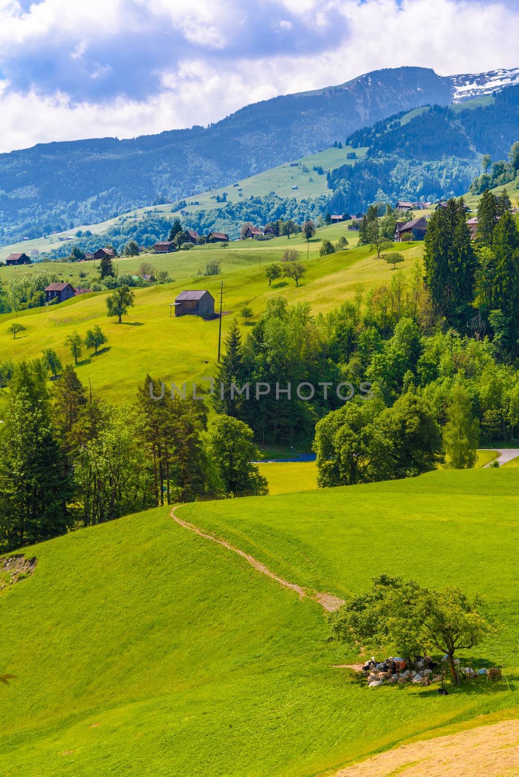 Wooden cottage houses on green fields, Grabs, Werdenberg, St. Gallen Switzerland