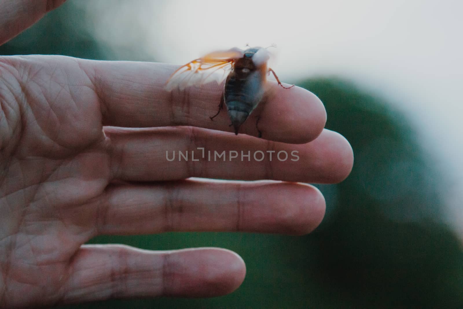 cockchafer on a female finger, soft green background. may beetle melolontha melolontha. side view by yulaphotographer