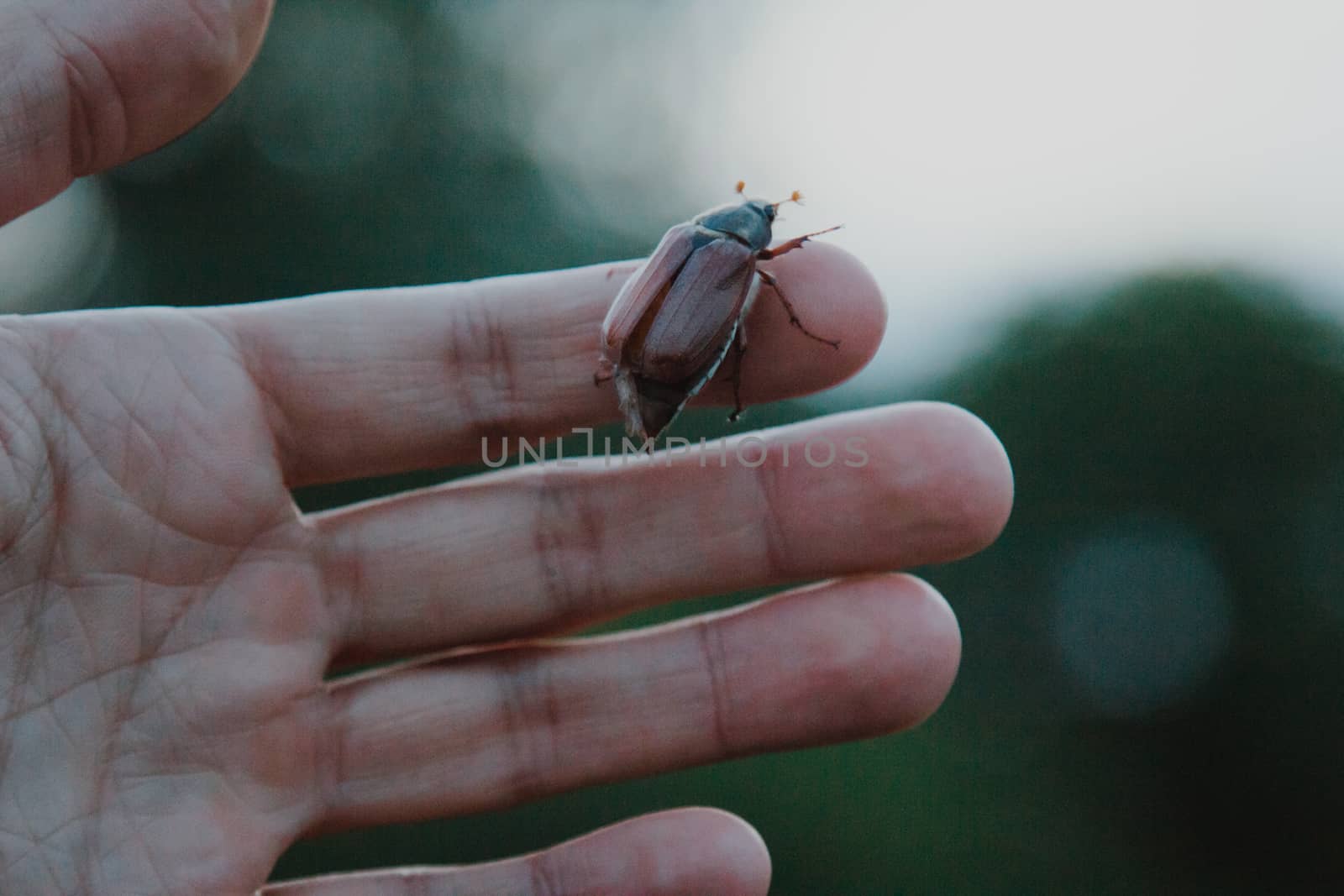 cockchafer on a female finger, soft green background. may beetle melolontha melolontha. side view by yulaphotographer