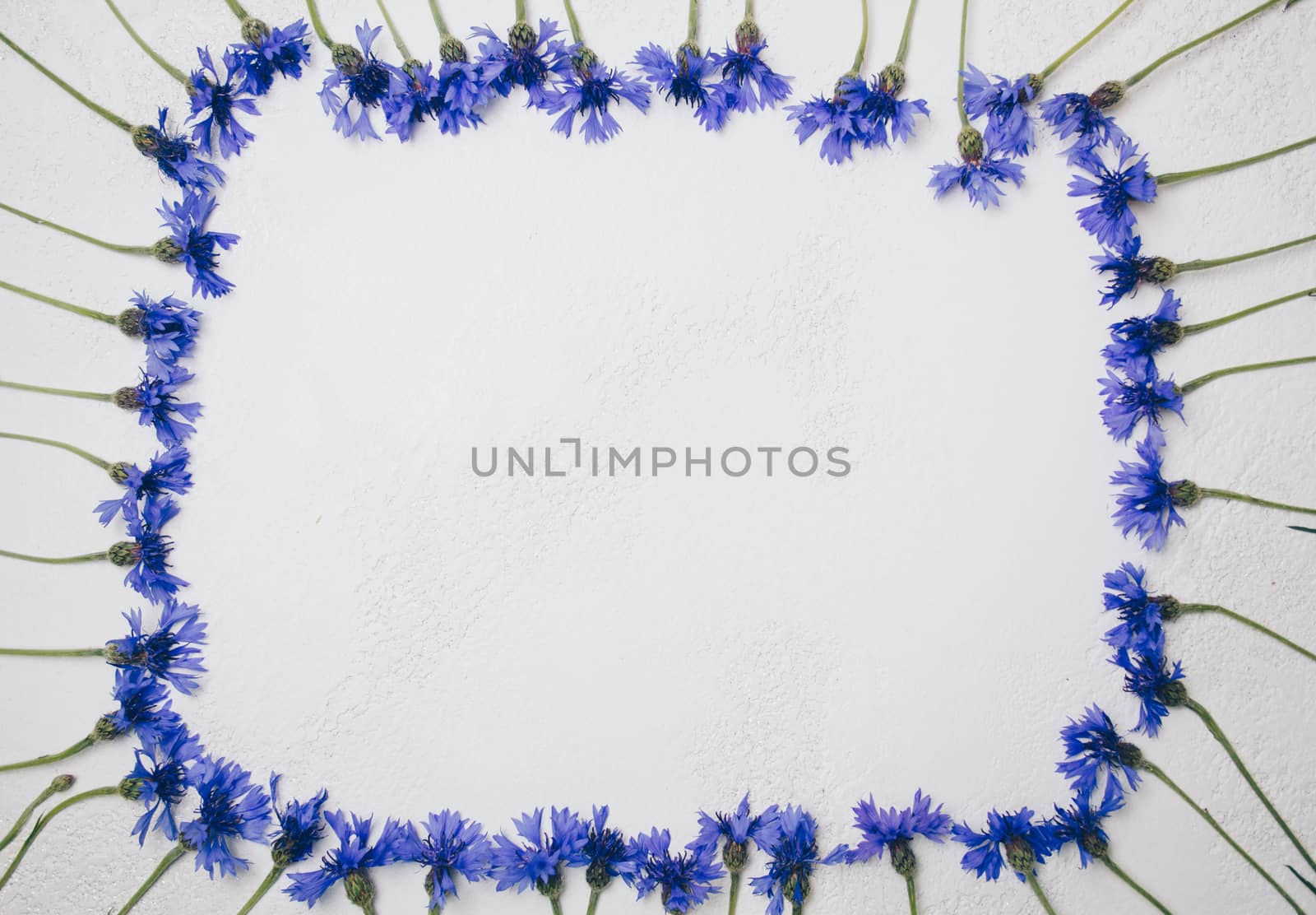 blue cornflowers bouquet, summer flowers on white background, floral background, beautiful small cornflowers close up flatlay