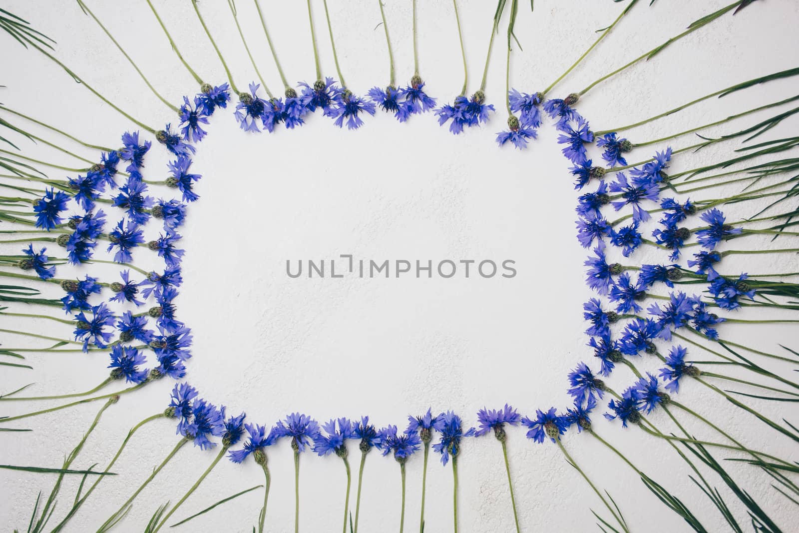 blue cornflowers bouquet, summer flowers on white background, floral background, beautiful small cornflowers close up by yulaphotographer