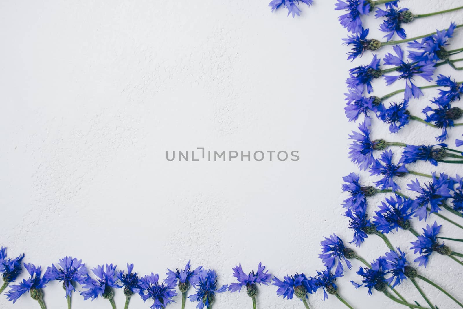 blue cornflowers bouquet, summer flowers on white background, floral background, beautiful small cornflowers close up flatlay