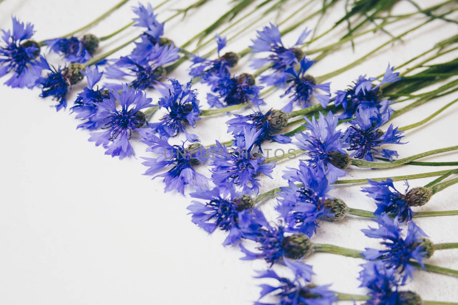 blue cornflowers bouquet, summer flowers on white background, floral background, beautiful small cornflowers close up by yulaphotographer