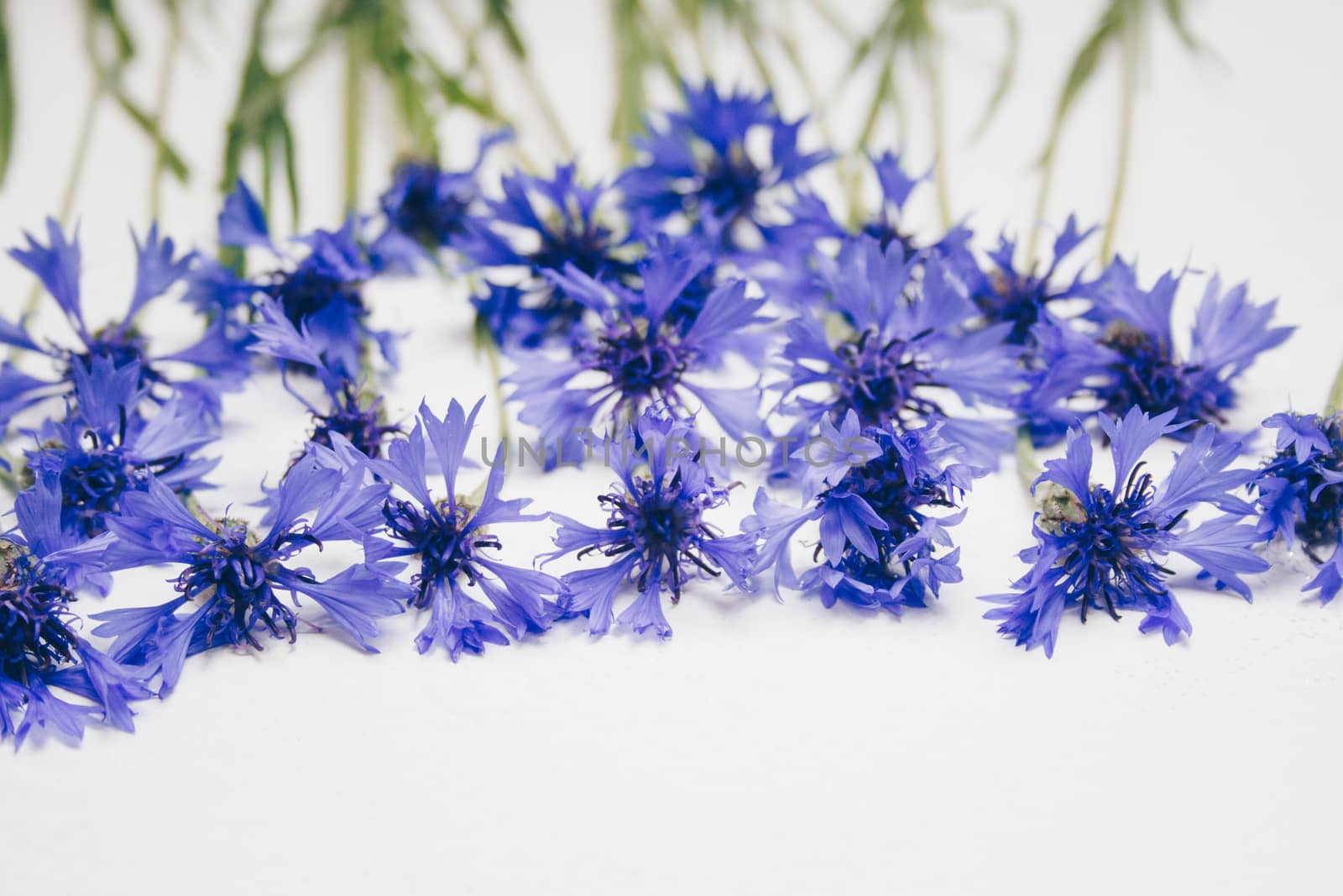 blue cornflowers bouquet, summer flowers on white background, floral background, beautiful small cornflowers close up by yulaphotographer