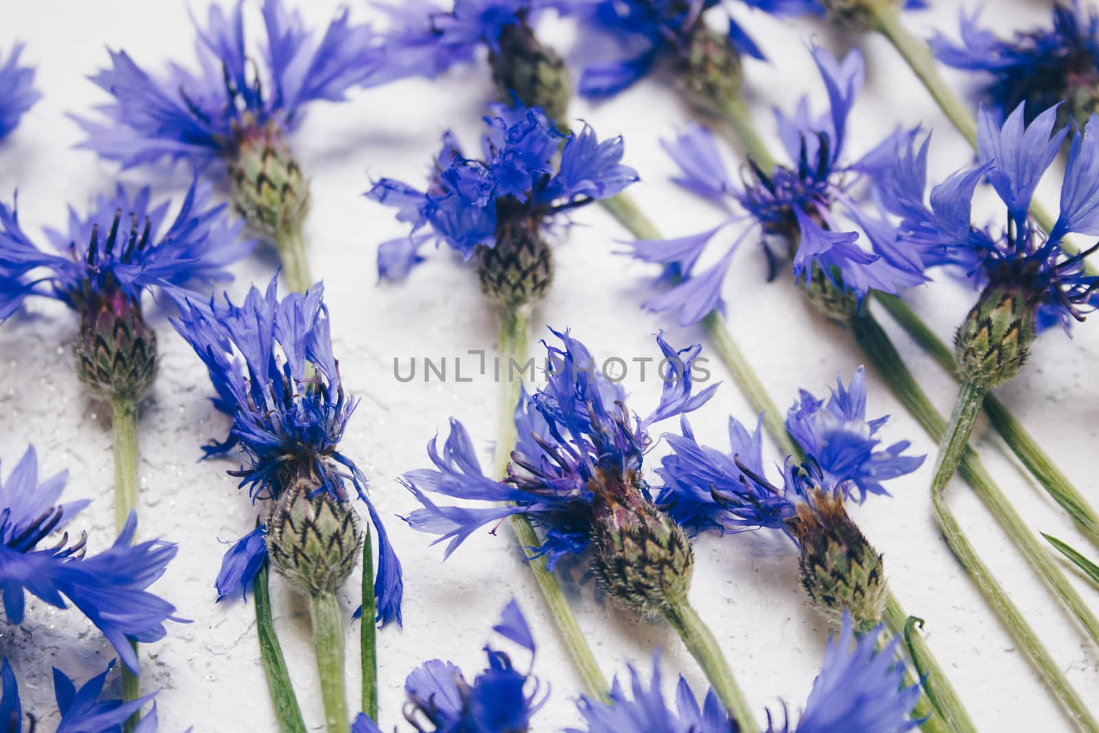 blue cornflowers bouquet, summer flowers on white background, floral background, beautiful small cornflowers close up by yulaphotographer