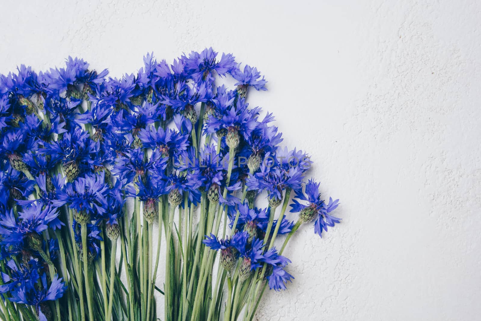 blue cornflowers bouquet, summer flowers on white background, floral background, beautiful small cornflowers close up flatlay