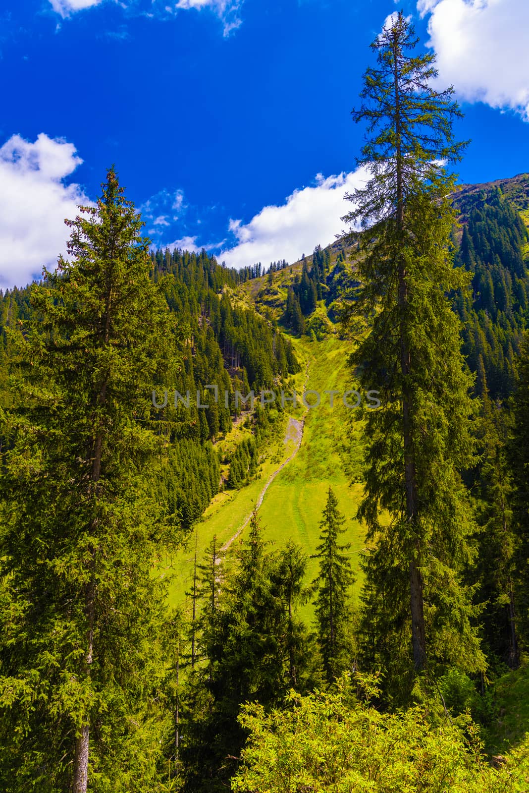 Forest in Alps mountains, Klosters-Serneus, Davos,  Graubuenden Switzerland