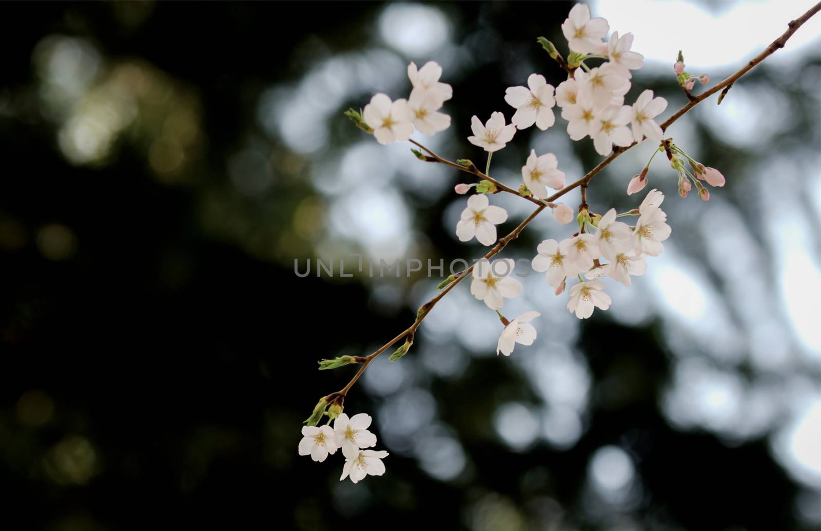 Sakura Cherry Blossom is in Spring of Japan. It usually starts from end of March to beginning of April.