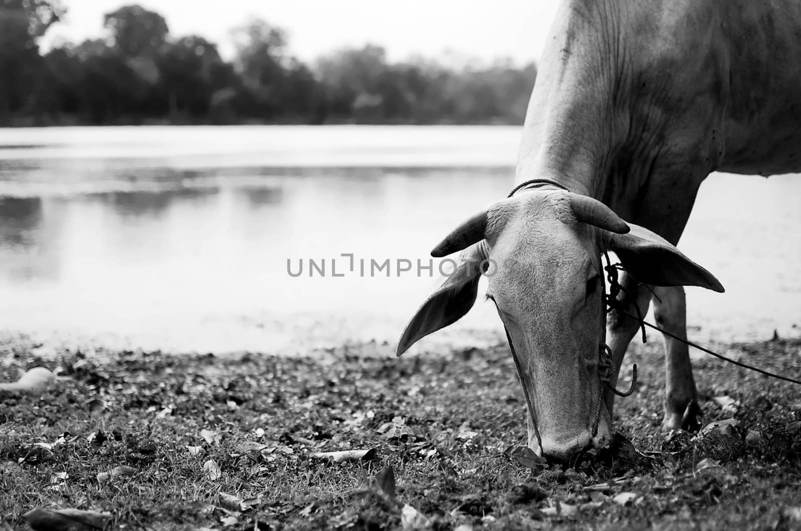Cow is eating grass for his lunch in Cambodia.