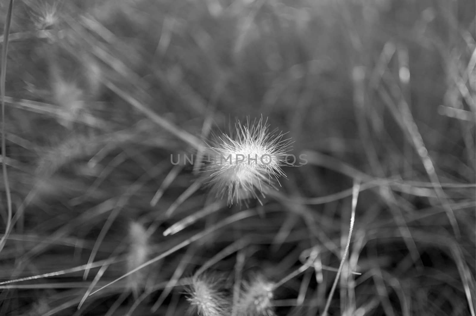 A plant with sky.