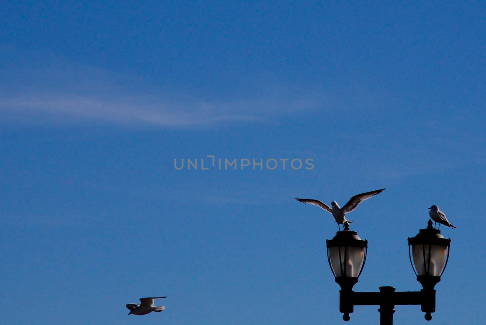 3 seagulls hang out in the sky. One is flying to the different pole and two are staying on the pole. 