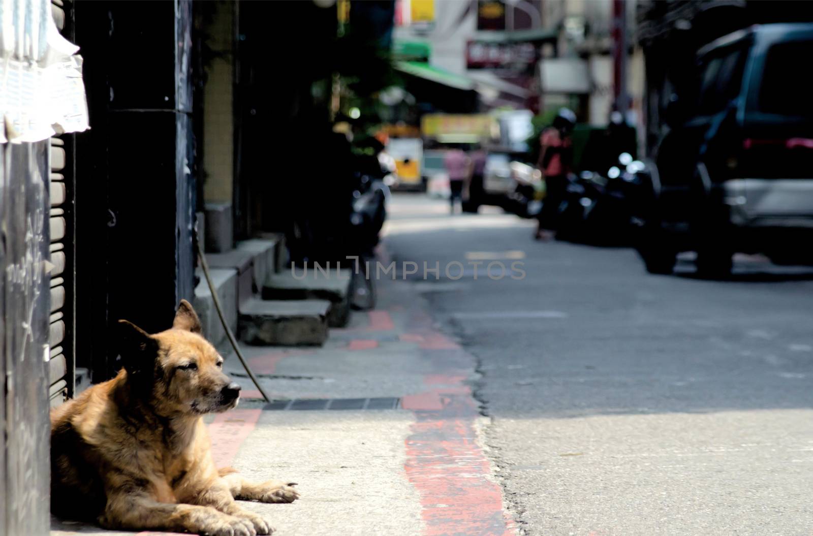 Stray Dog in Taiwan is sleeping on the street in Taipei, Taiwan. Taiwan's wether is tropical and does not snow much during winter.