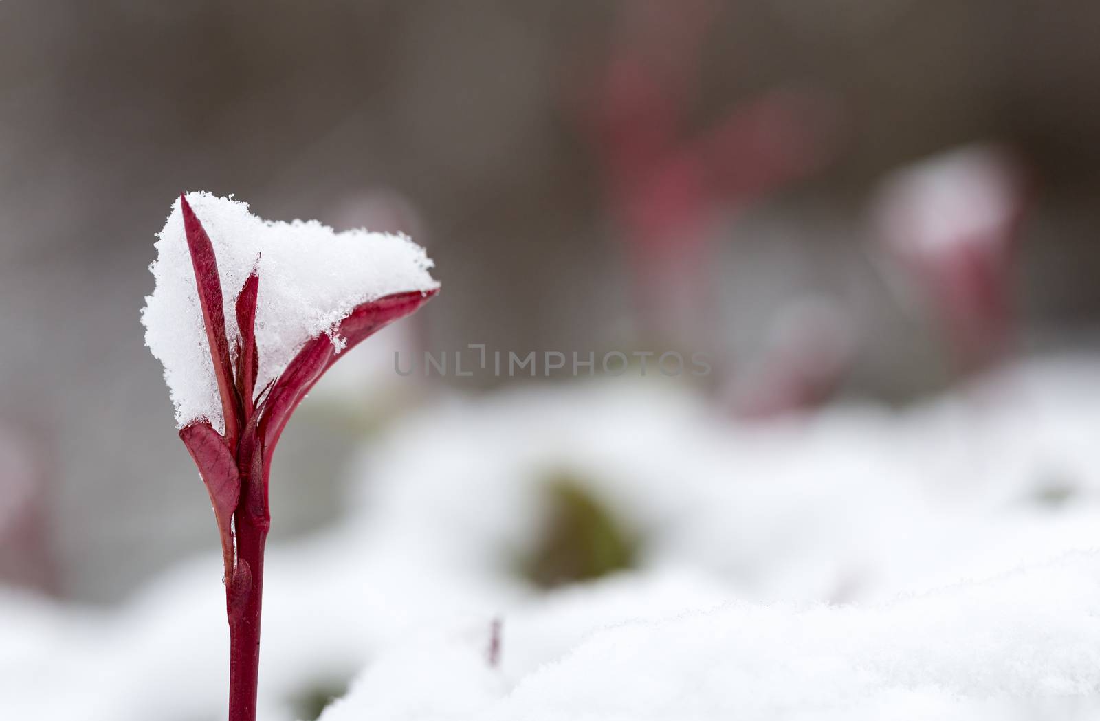 Photinia Red Robin hedge closeup of new growth holding fresh snow