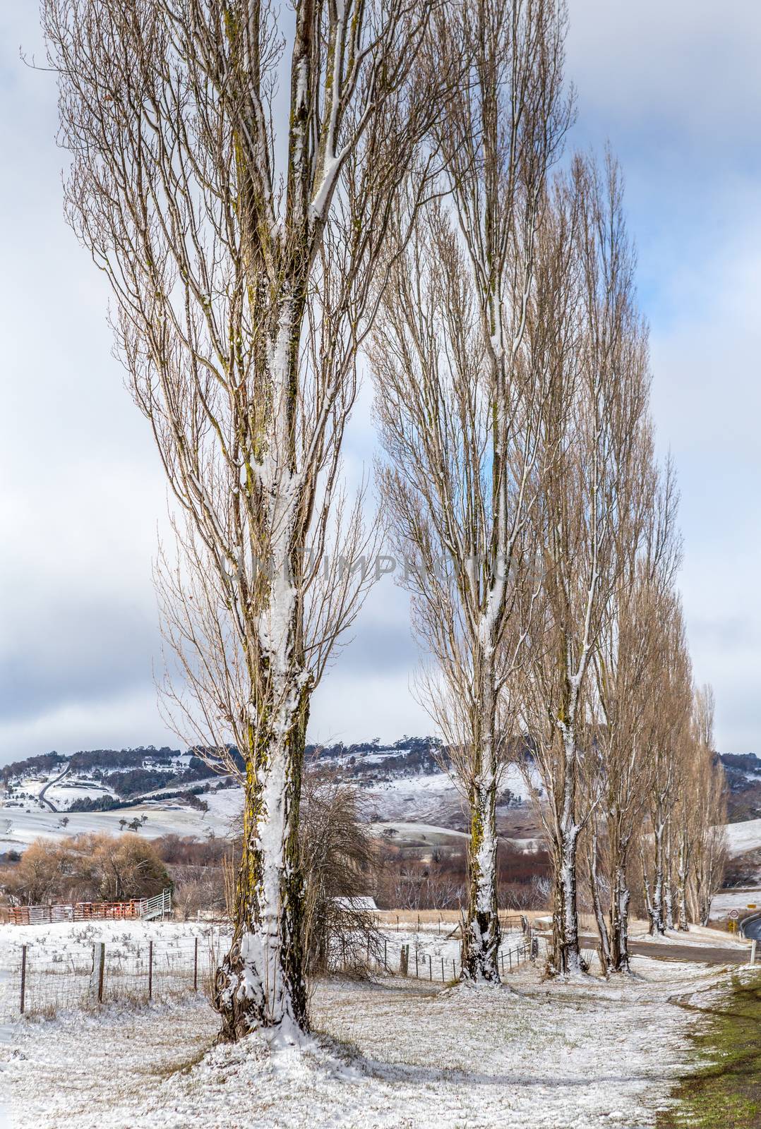 Poplars in countryside holding fresh snow in winter by lovleah