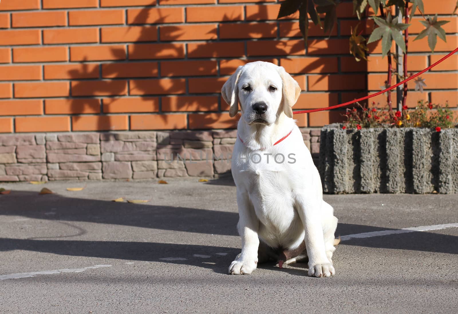 the yellow labrador sitting in the park