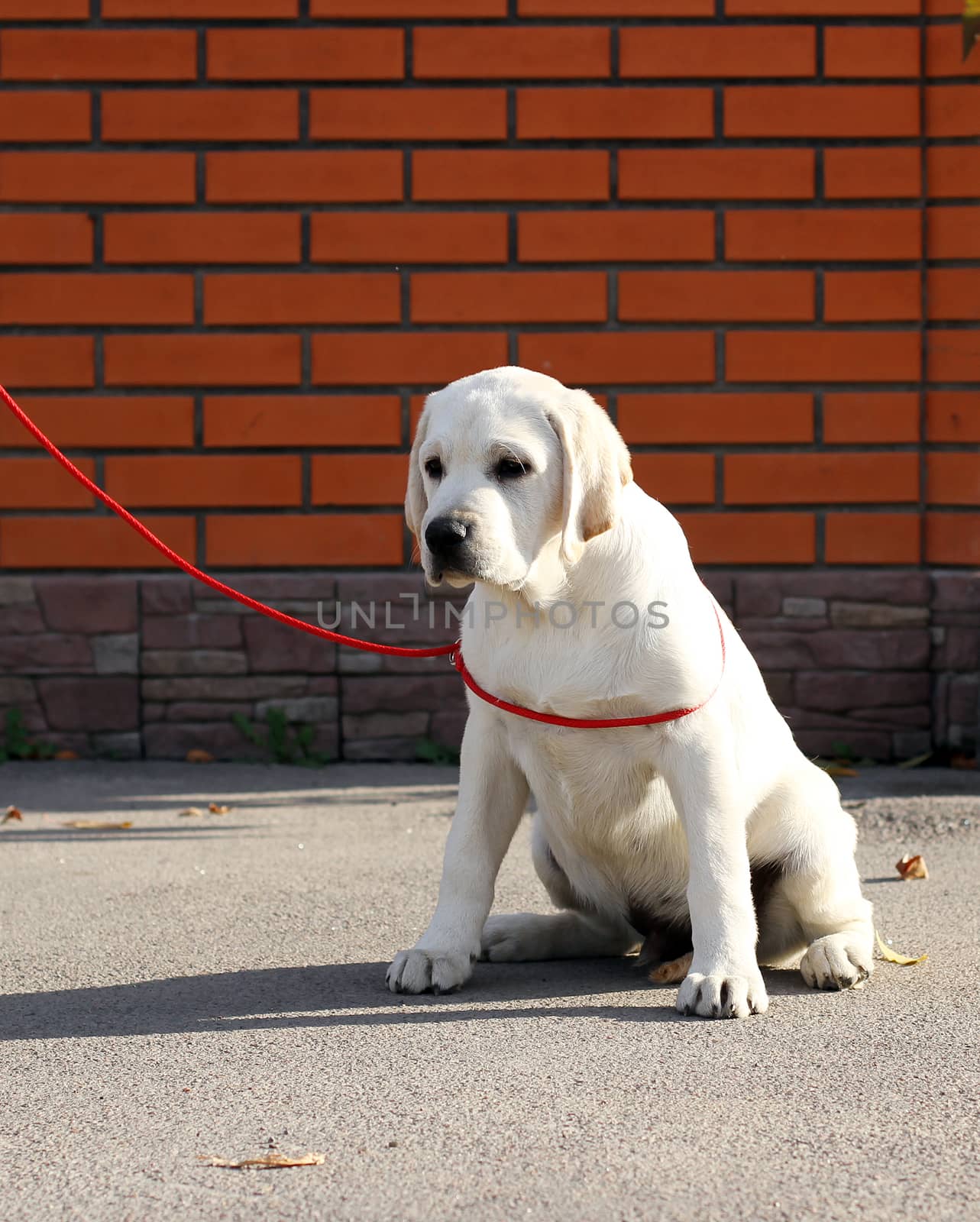 sweet yellow labrador sitting in the park