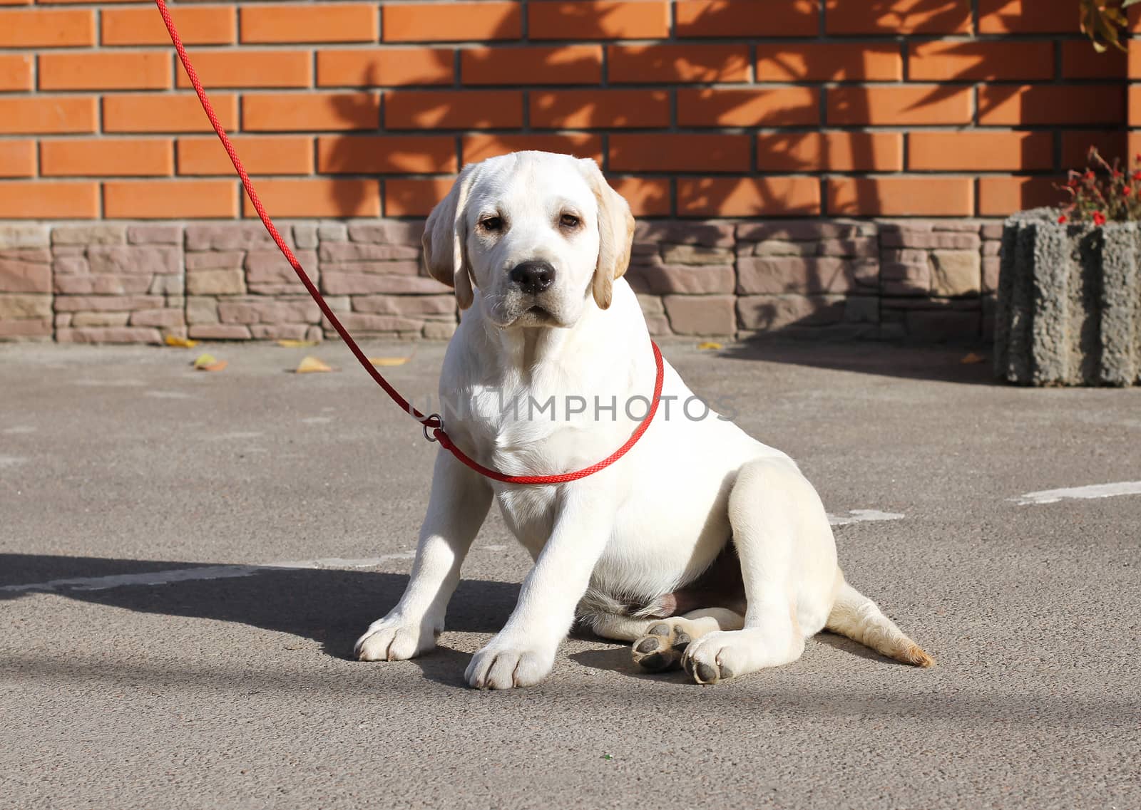 yellow labrador sitting in the park