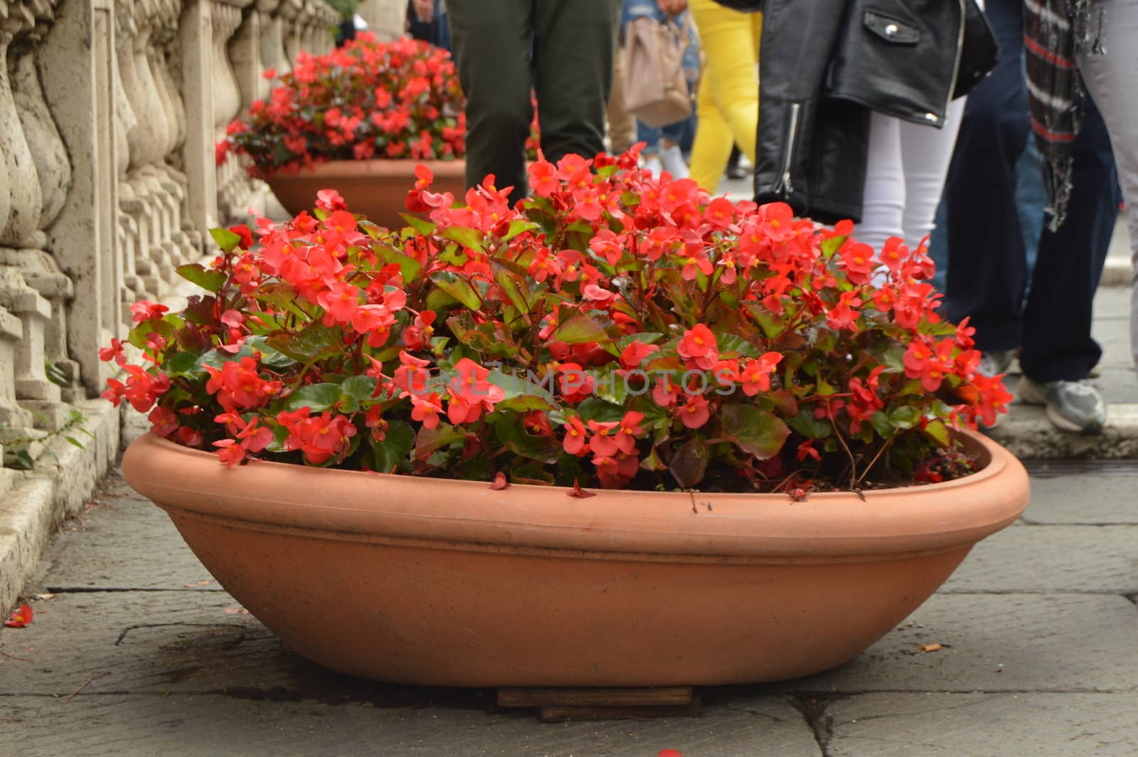 Large Flower pot in a flower begonia is standing on the stairs Cordonata on Capitol hill by claire_lucia