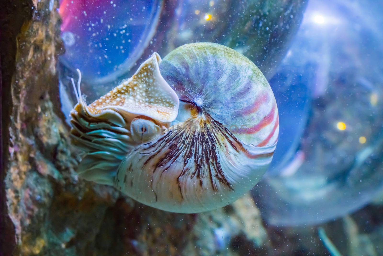 beautiful nautilus squid animal marine life portrait of a rare exotic living shell fossil by charlottebleijenberg