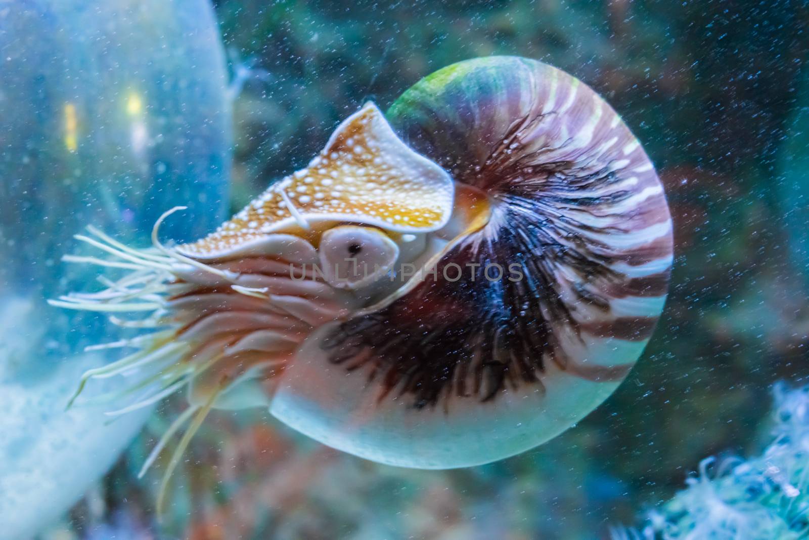 Rare tropical marine life portrait of a nautilus cephalopod a living shell fossil underwater sea animal by charlottebleijenberg