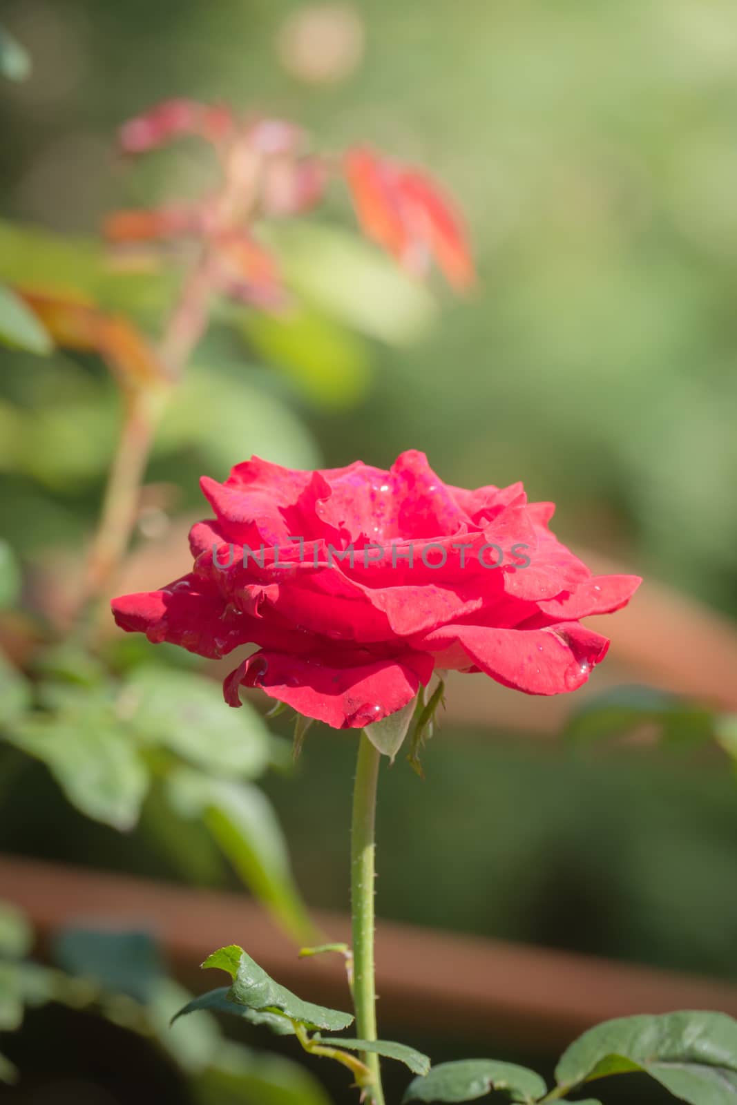 Roses in the garden  by teerawit