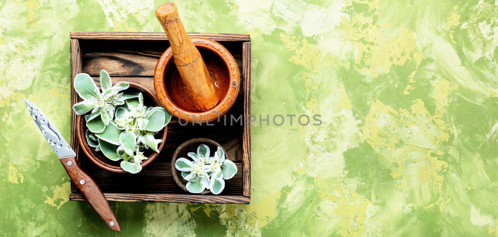 Wild medicinal plant spurge, used in folk medicine.