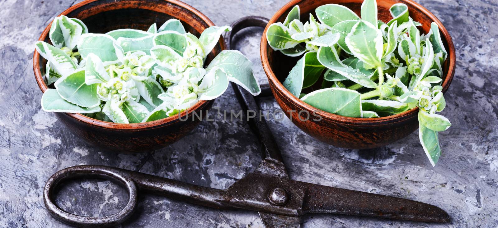 Wild medicinal plant spurge, used in folk medicine.