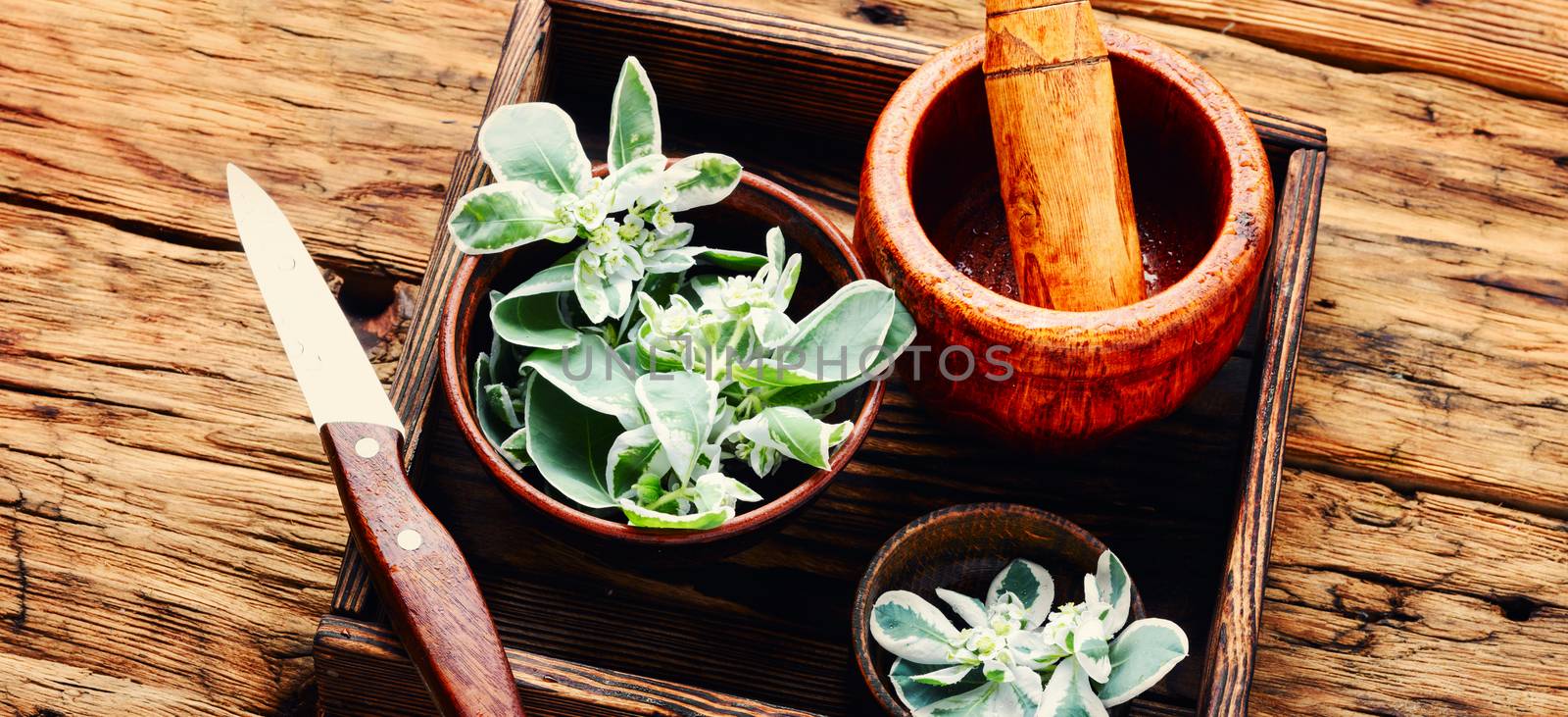 Euphorbia - an ancient means of folk medicine by LMykola