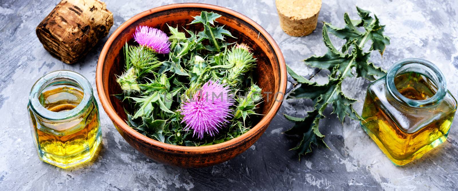 Healing plant of thistle and medical bottles with extract.Herbalism