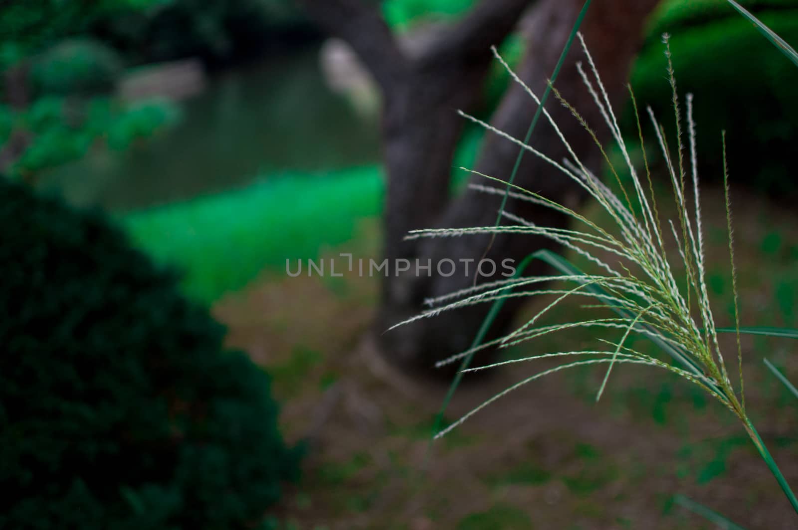 Plant on the earth is taken around Tokyo, Japan. It was pictured in the summer season.