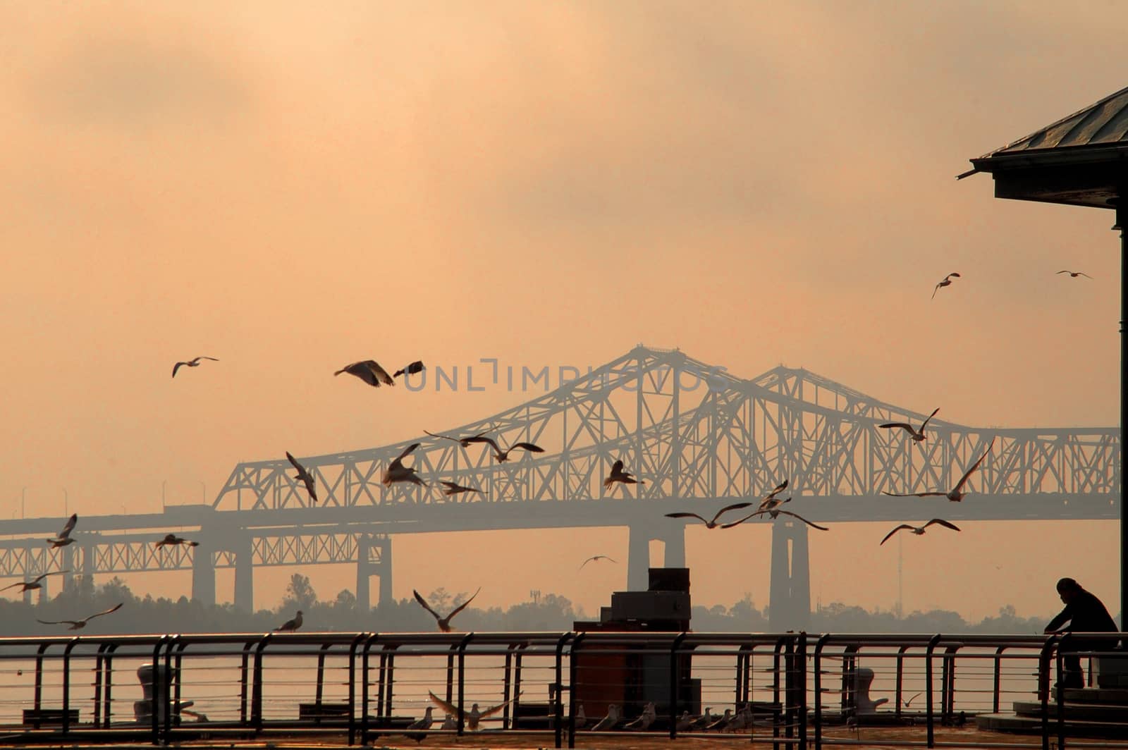 San Francisco-Oakland Bay Bridge in California, America. A person is feeding birds.
