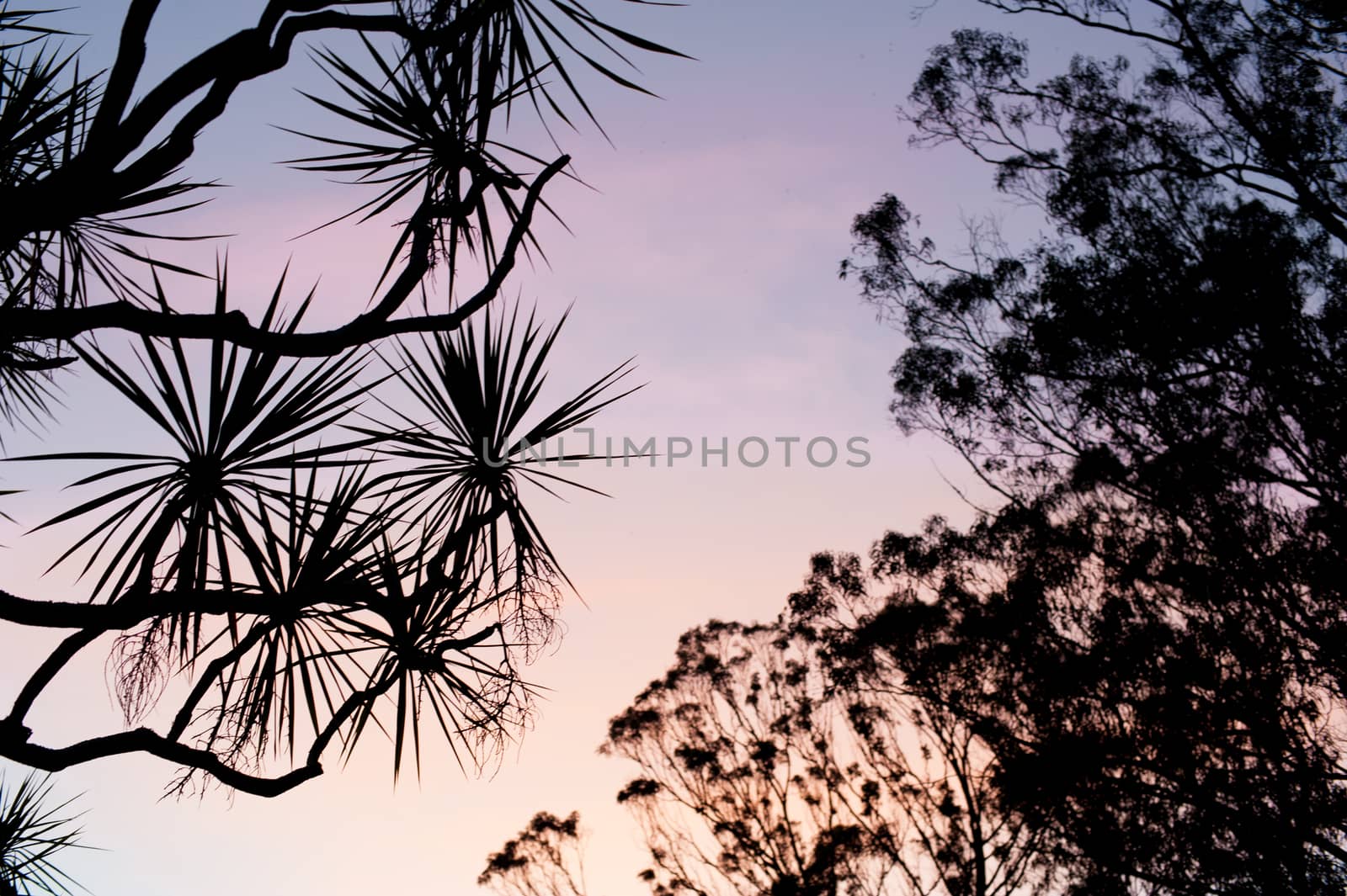 Plants on the sky of Long Beach, California. California is known with a good wether located in United States. 