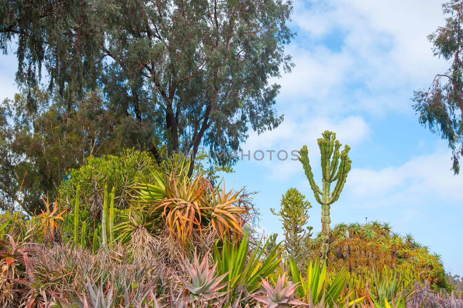 Plants on the sky of Long Beach, California. California is known with a good wether located in United States. 