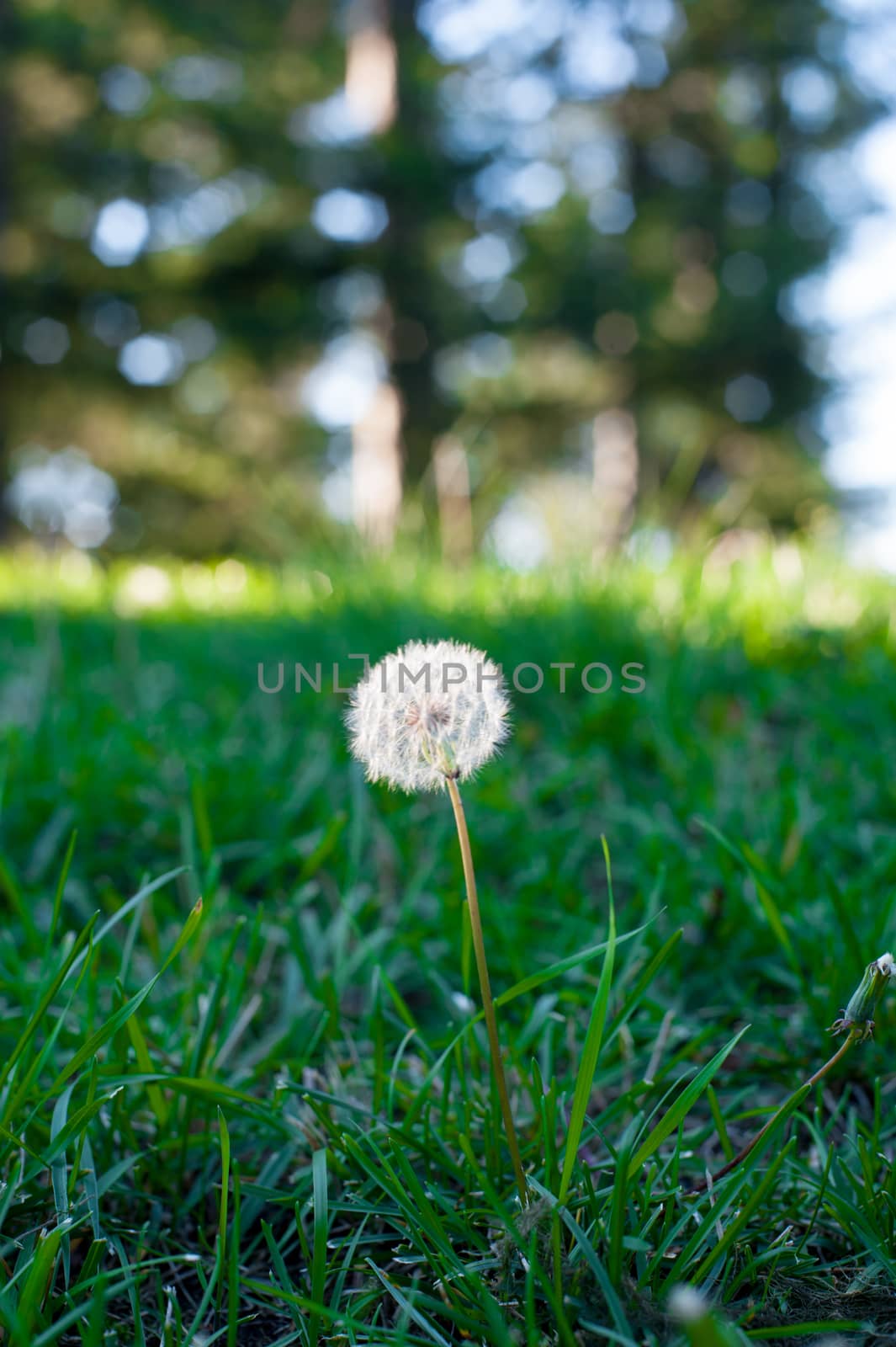 Dandelion after Blooming in Iowa, America. Dandelion becomes fluffy seeds to fly away to far place.