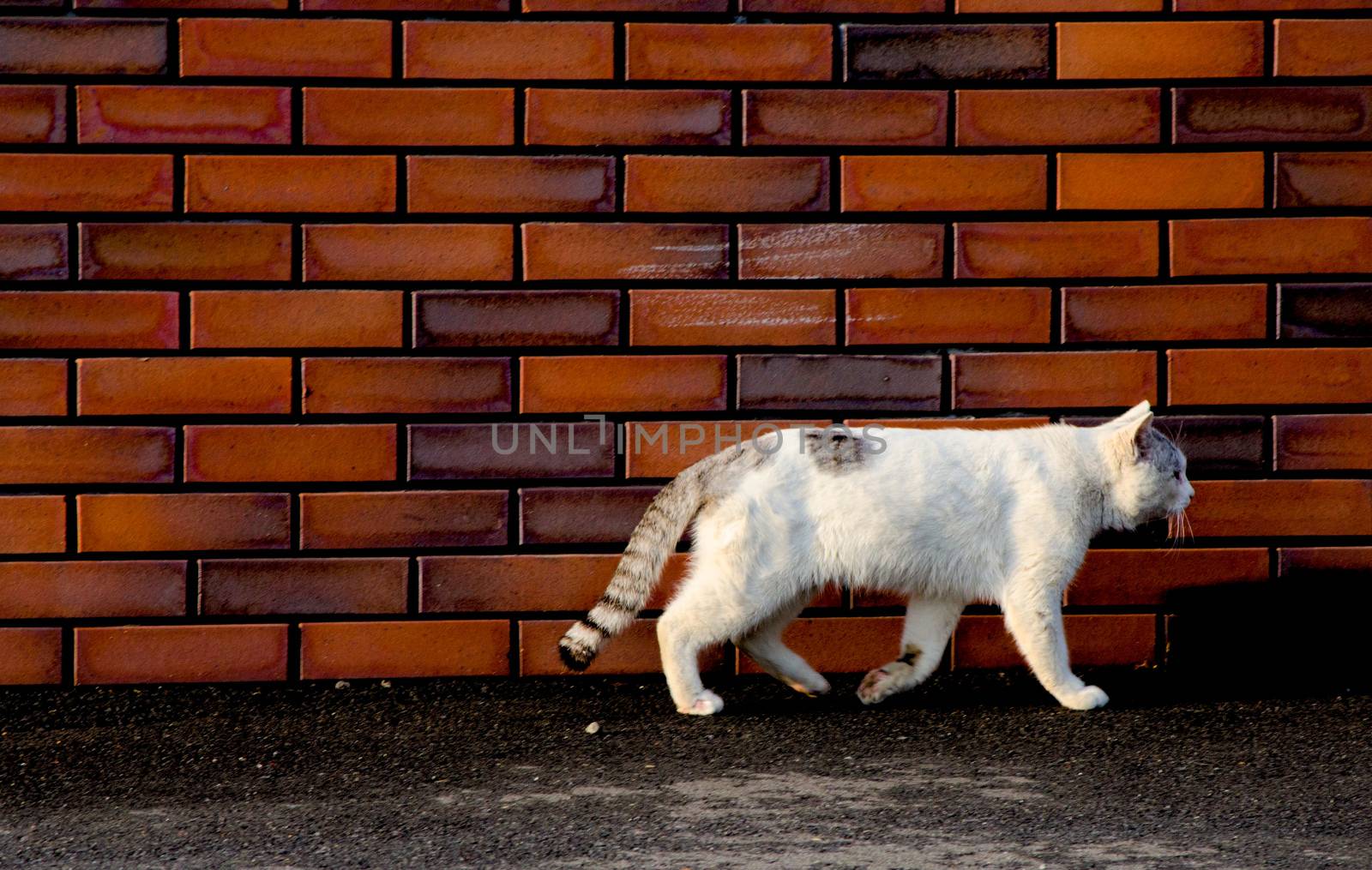 White Cat walking on the street is taken around Tokyo, Japan. It was pictured in the summer season.