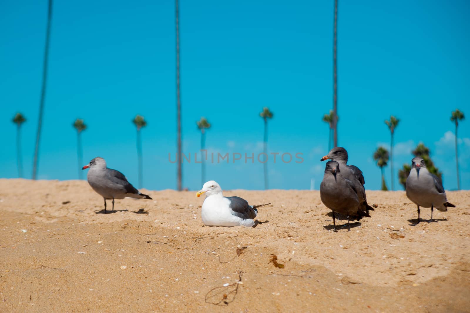 Seagulls looking at the ocean around Long Beach, California. California is known with a good wether.