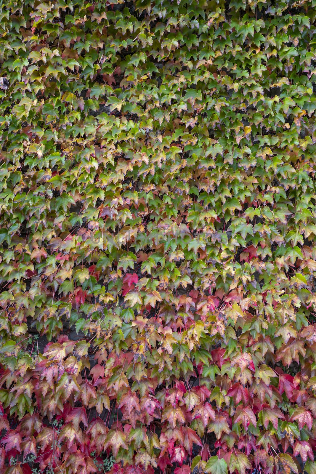 The colors of the ivy foliage in autumn