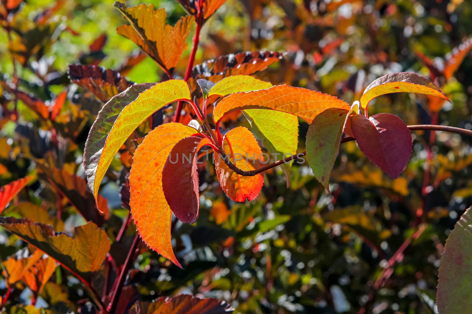 Colourful leaves on the branches in autumn.