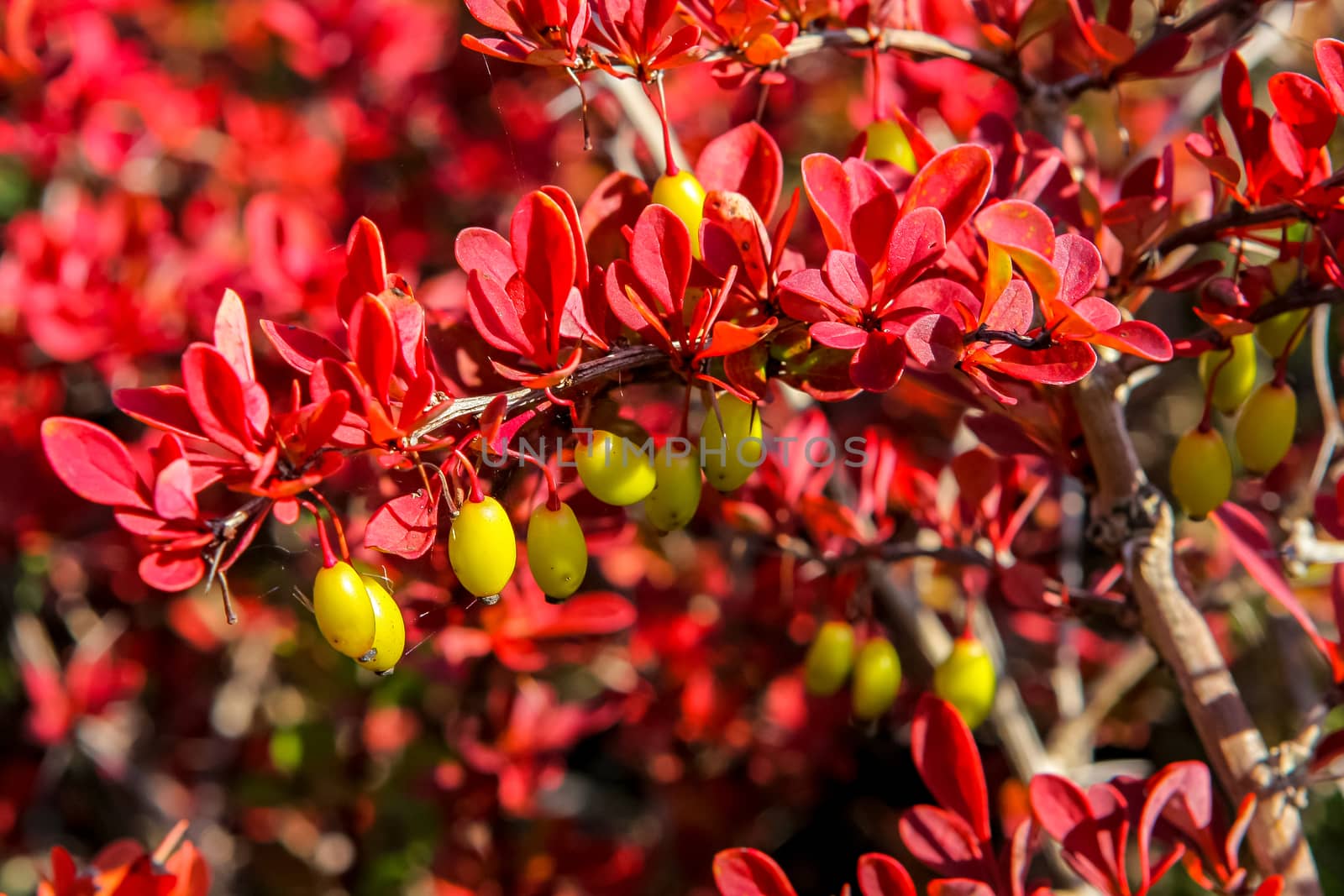 Yellov berries on the bush with red leaves.