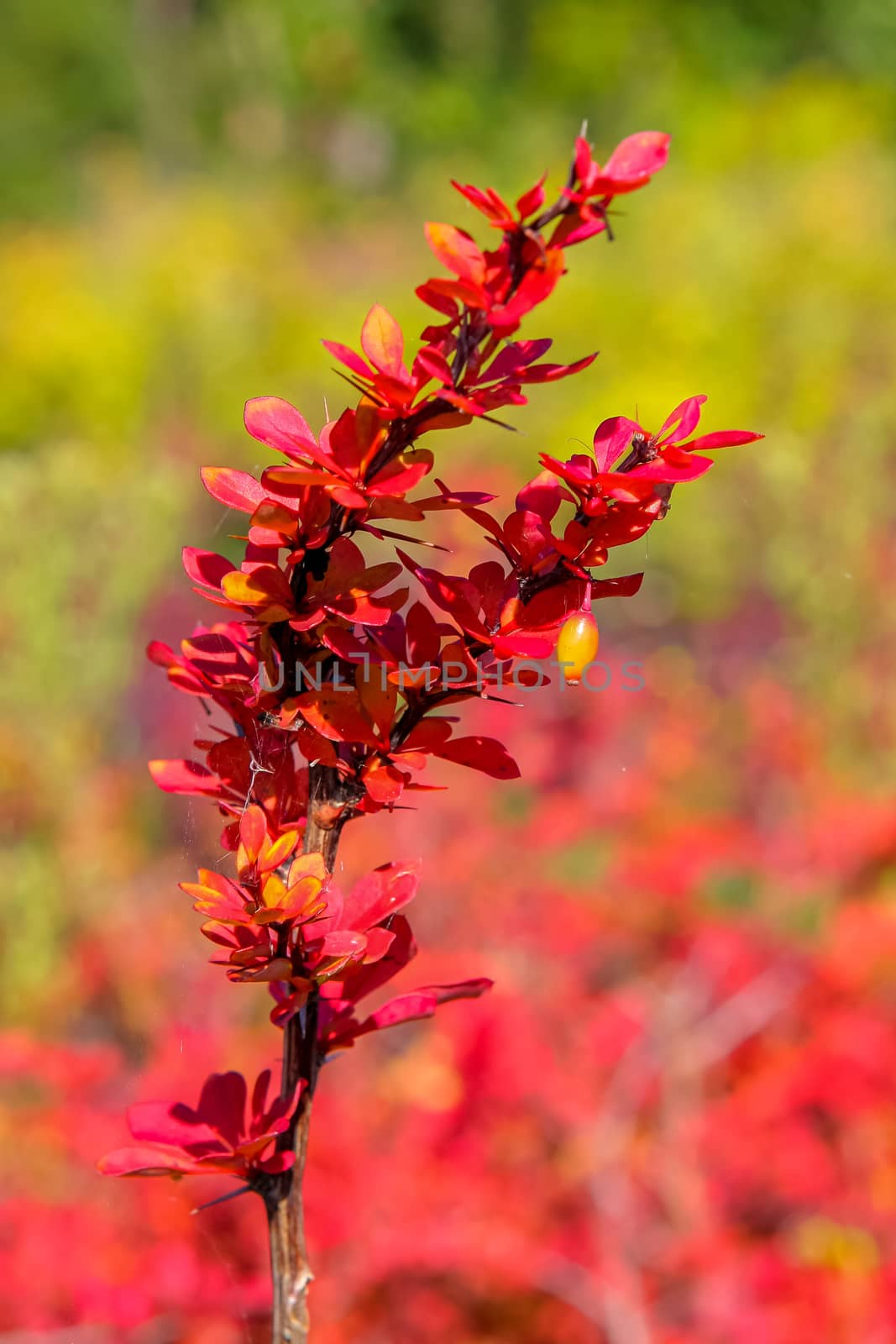 Yellov berries on the bush with red leaves.