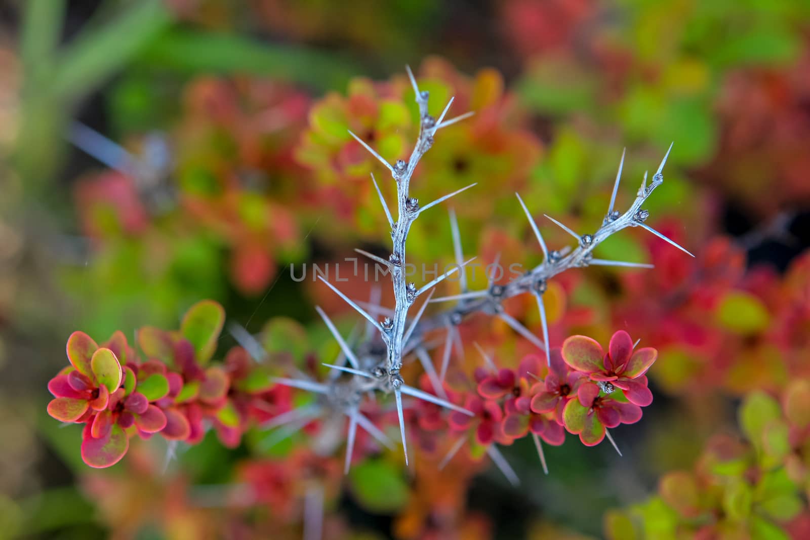 Branch with red leaves and thorns in autumn.