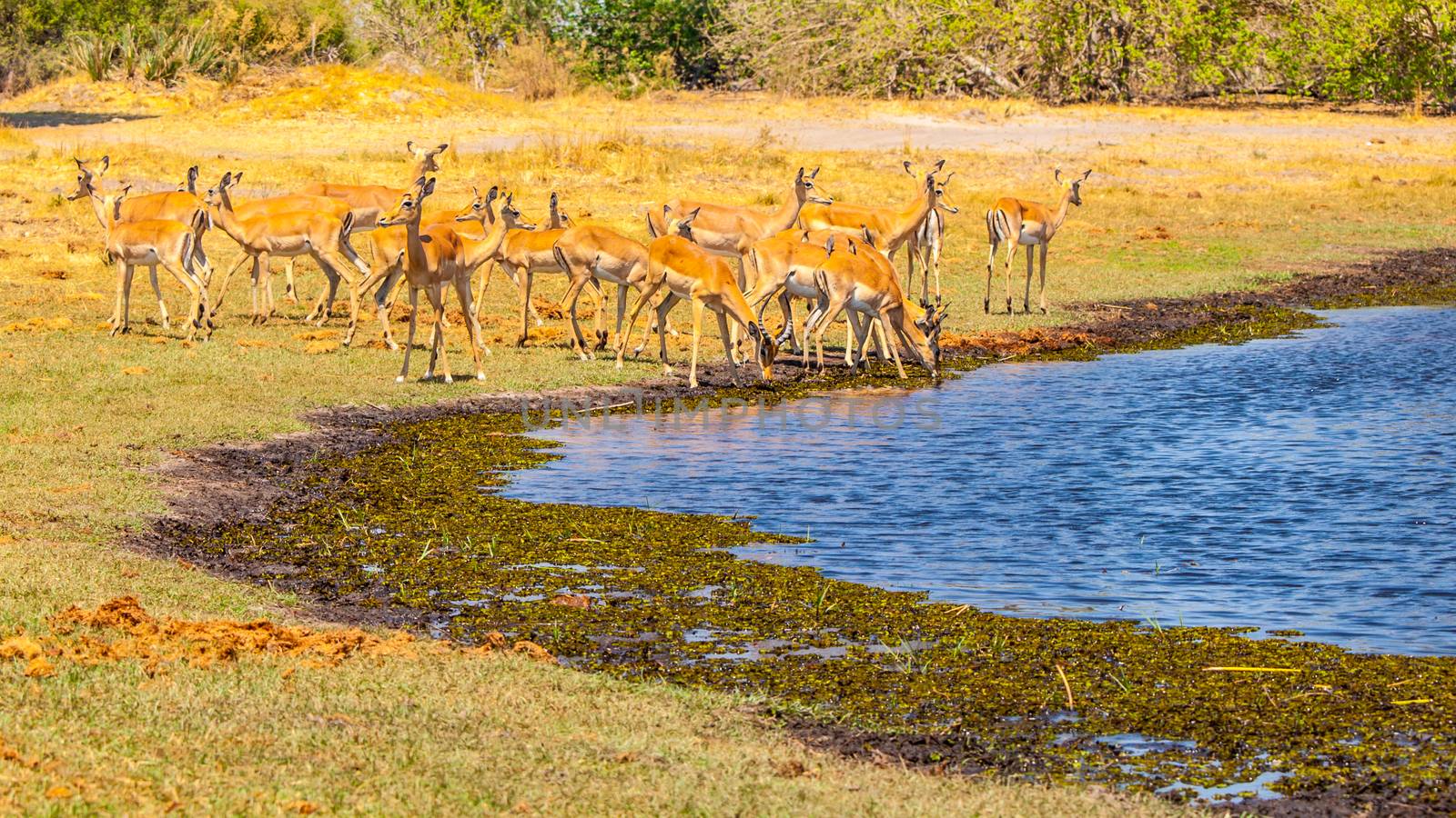 Herd of impalas at waterhole, Etosha National Park, Namibia, Africa. by pyty