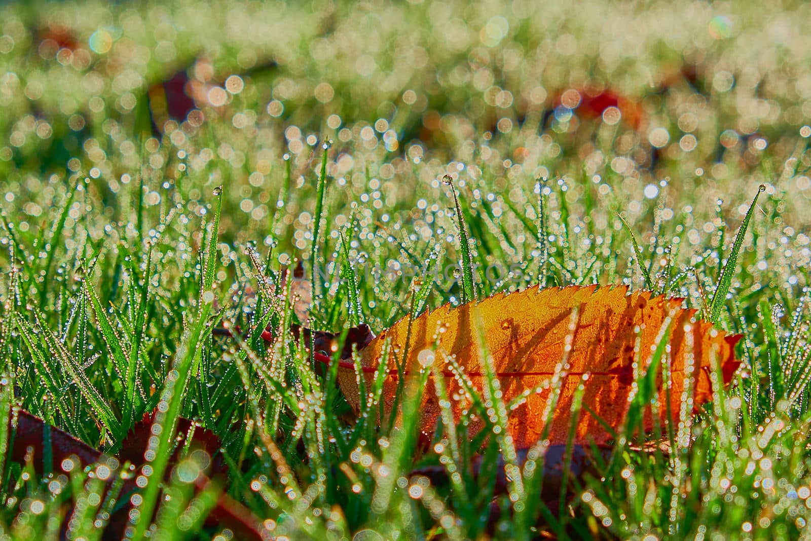 Brown autumn dry leave on ground with water droplets