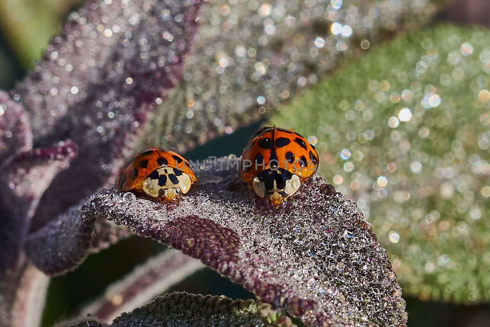 Macro of two little ladybirds on a leaf